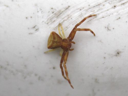 Réf. 240 132 : Pistius truncatus